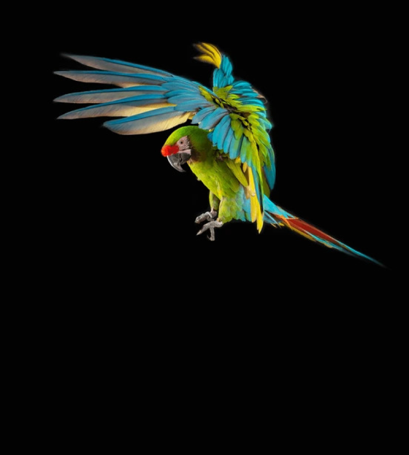 مستلزمات طيور